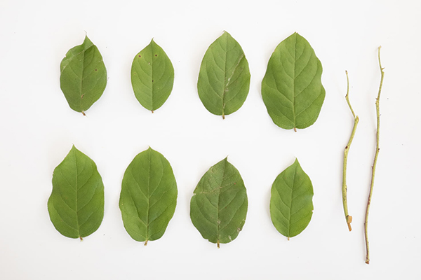 描写庙会花车的句子