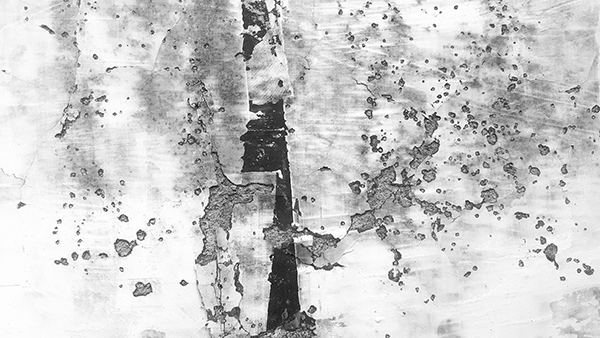 描写小动物的日记.